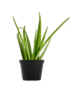 Aloe-Vera-Grow-Medium for sale