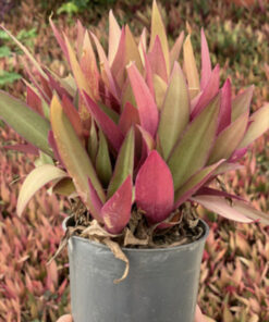 Tradescantia spathacea plant for sale