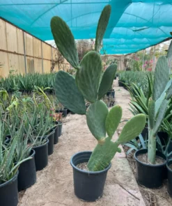 Prickly Cactus plant for sale