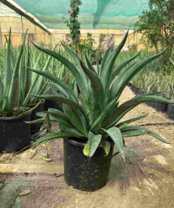 Agave Large Plant for Sale