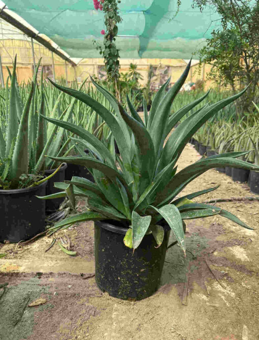 Agave Large Plant for Sale