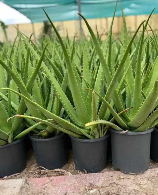 Aloe-Vera-Grow-Large for sale
