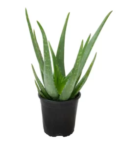 Aloe-Vera-Grow-Large for sale
