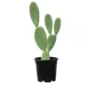 Opuntia ficus large plant for sale