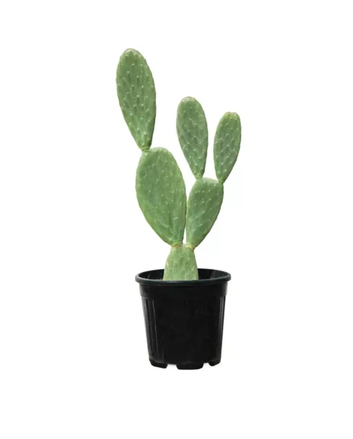 Opuntia ficus large plant for sale