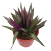 Tradescantia spathacea plant for sale