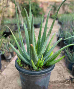 aloe vera plant for sale