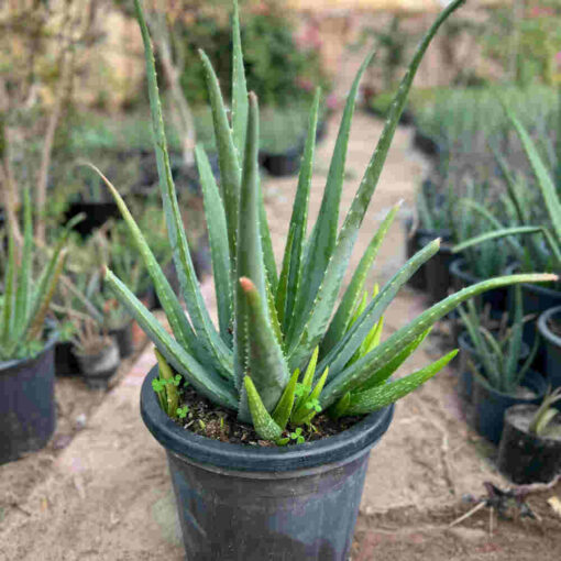 aloe vera plant for sale