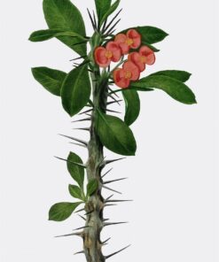 Euphorbia Milii Plant For Sale