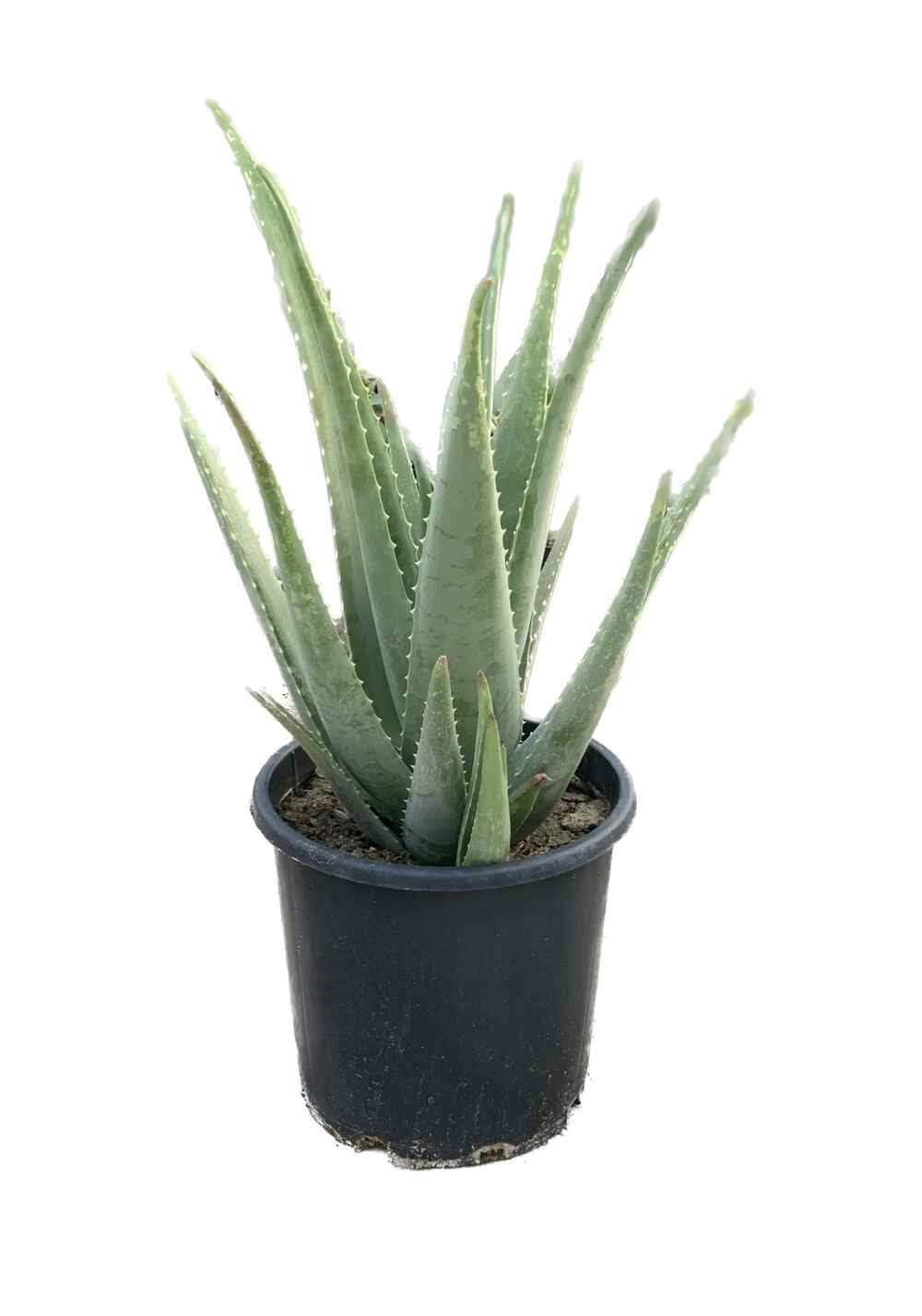 Aloe Vera Barbadensis Extérieur - Pot De 19 Cm