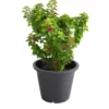 bougainvillea dwarf plant for sale