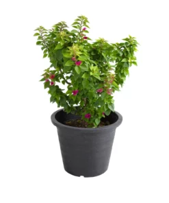 bougainvillea dwarf plant for sale