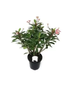 Euphorbia Milii Plant For Sale