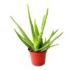 aloe vera small plant for sale