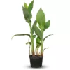 canna Indica medium plant for sale