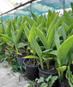 lily plant for sale