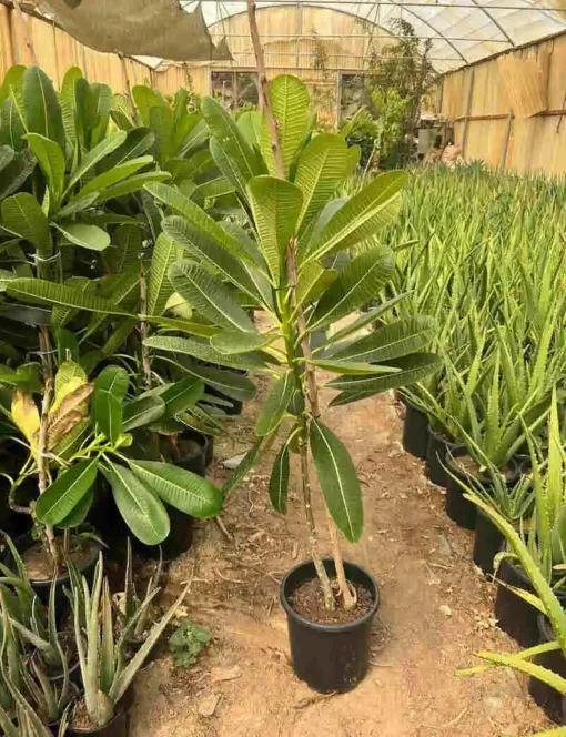 plumeria plant