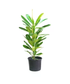 plumeria plant